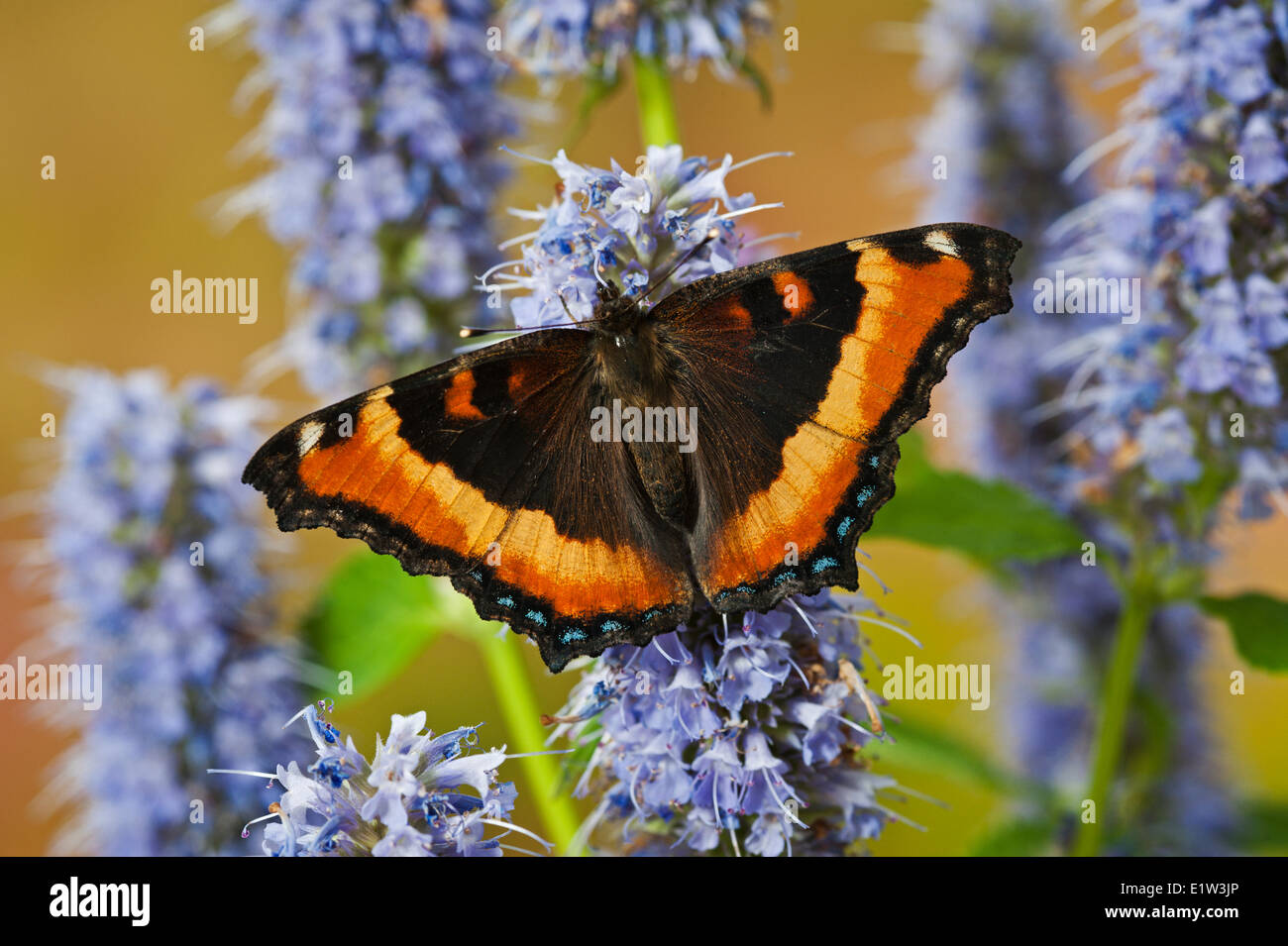 Milbert Schildpatt Schmetterling (Nymphalis Milberti) auf Anis Ysop (Wildform Foeniculum) Blumen, Sommer, Nordamerika. Stockfoto
