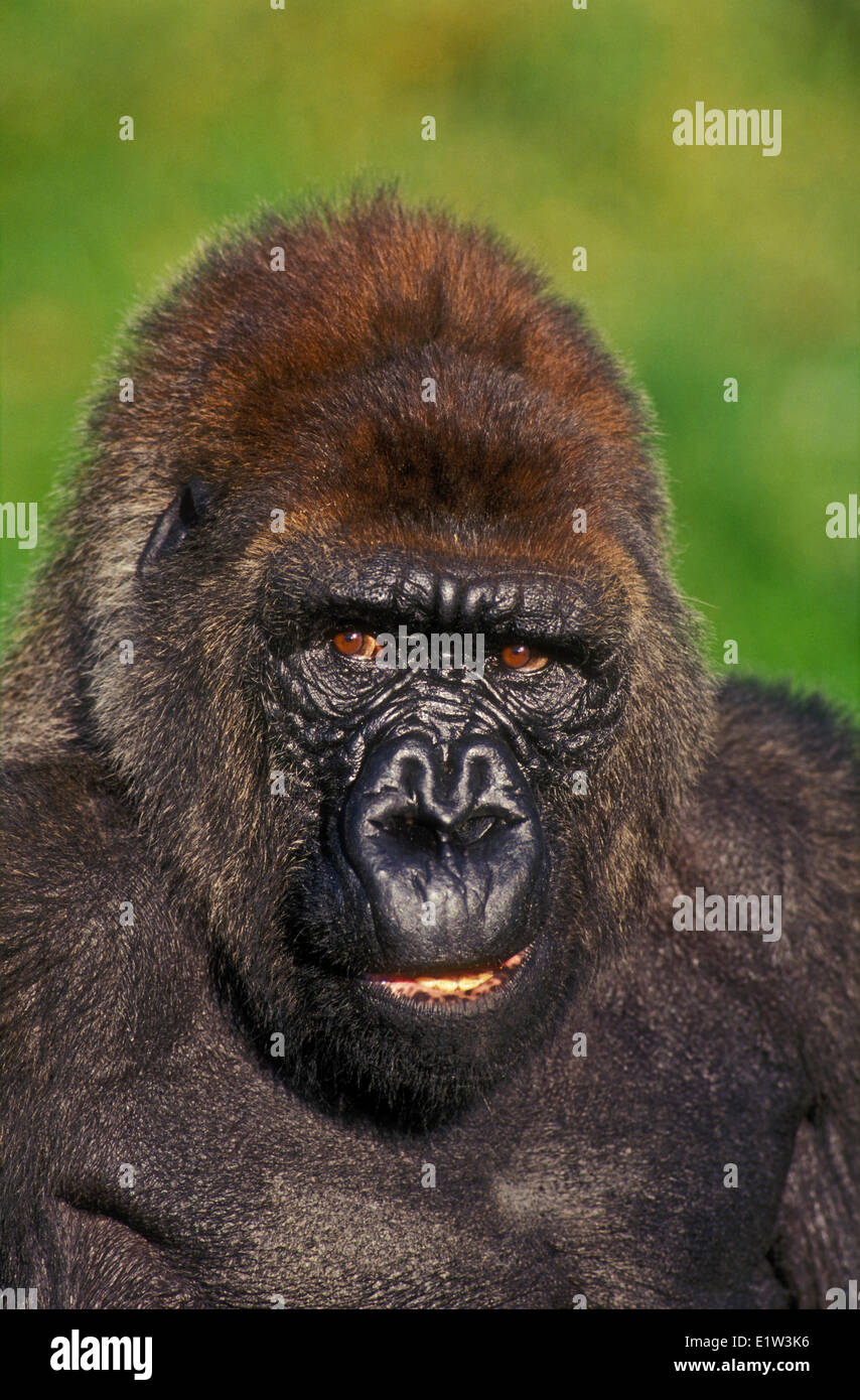 Flachlandgorilla (Gorilla Gorilla). Stockfoto