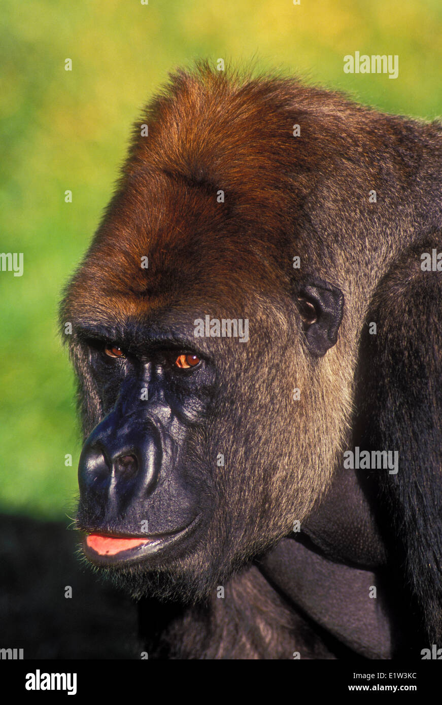 Flachlandgorilla (Gorilla Gorilla). Stockfoto