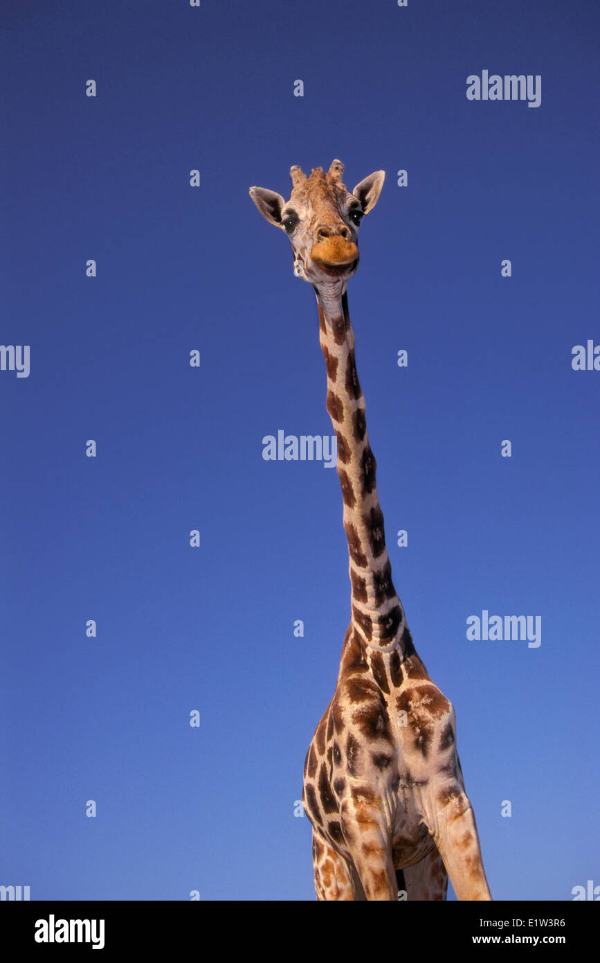 Masai-Giraffe (Giraffa Plancius Tippelskrichi) in Kenia und Tansania gefunden. Das größte Landsäugetier der Welt. Stockfoto