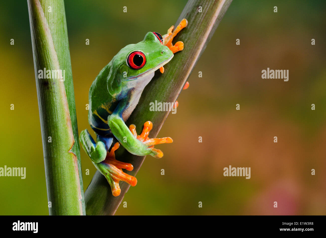 Rotäugigen Baumfrosch (Agalychnis Callidryas) direkten Blickkontakt halten auf bunten tropischen Blumen. Eingeborener nach Stockfoto