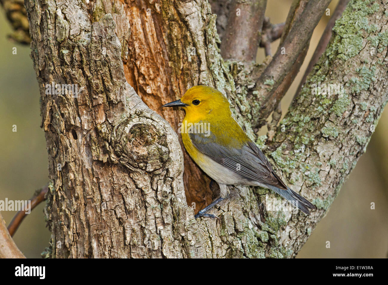 Prothonotary Warbler (Protonotaria Citrea) Männchen im Frühjahr Zucht viel östlichen USA Südwesten Ontarios umfasst Stockfoto