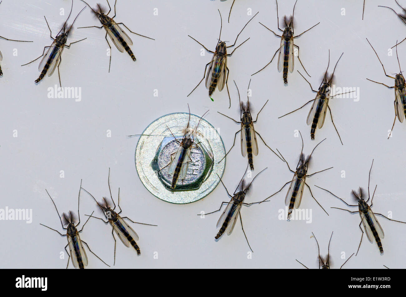 Non-beißen Zuckmücken (Chironomidae Familie) hier auf Blechschild Schlafplatz bieten Nahrungsquelle für Migration von Singvögeln Spring Lake Stockfoto