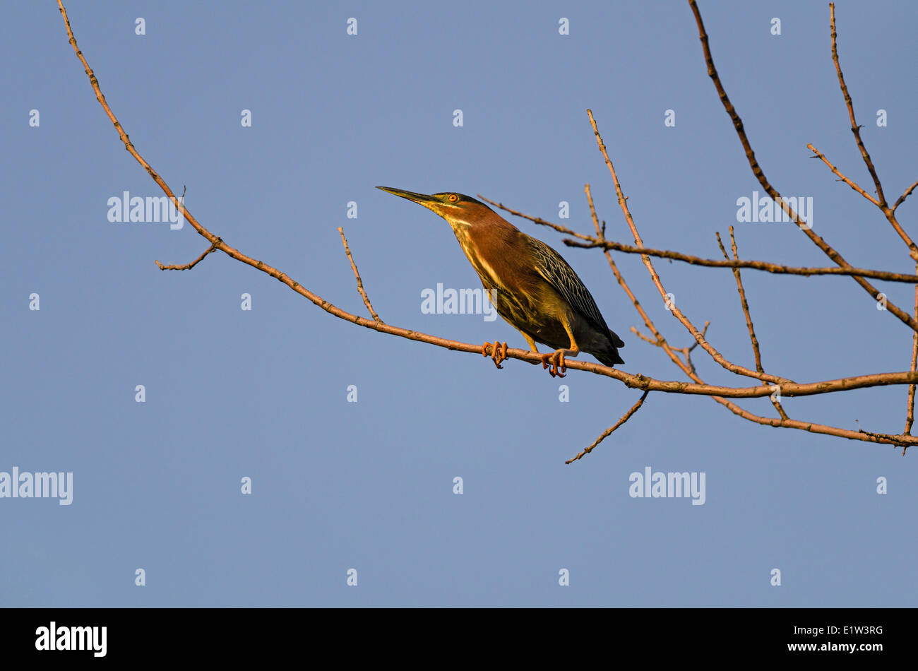 Grüne Heron (Butorides Virescens) im Baum, Frühling, großen Seen Nordamerikas. Stockfoto