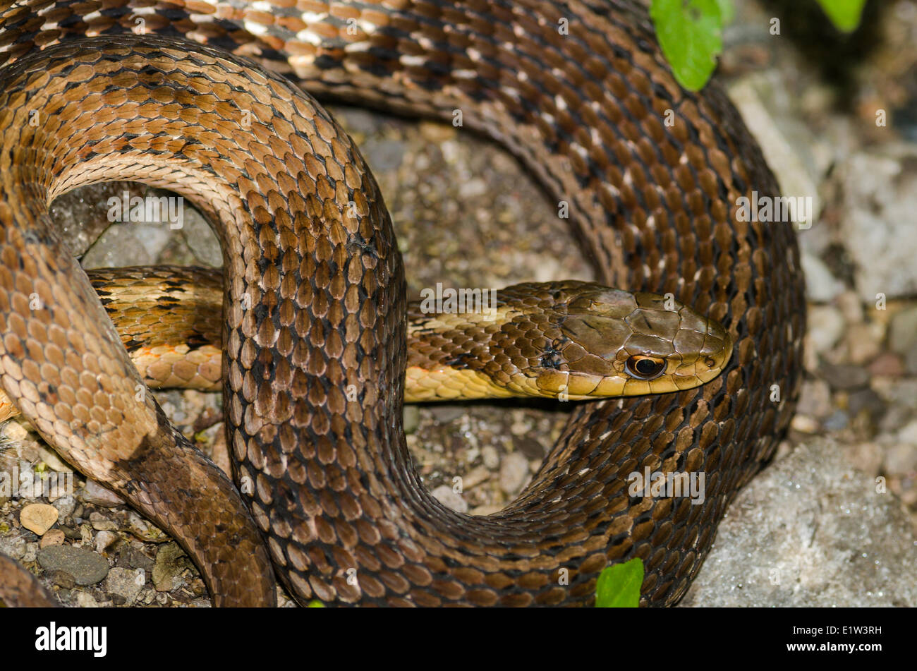 Östlichen Garter Snake (Thamnophis Sirtalis Sirtalis) Frühling, Crane Creek State Park, Lake Erie, Ohio, USA. Stockfoto