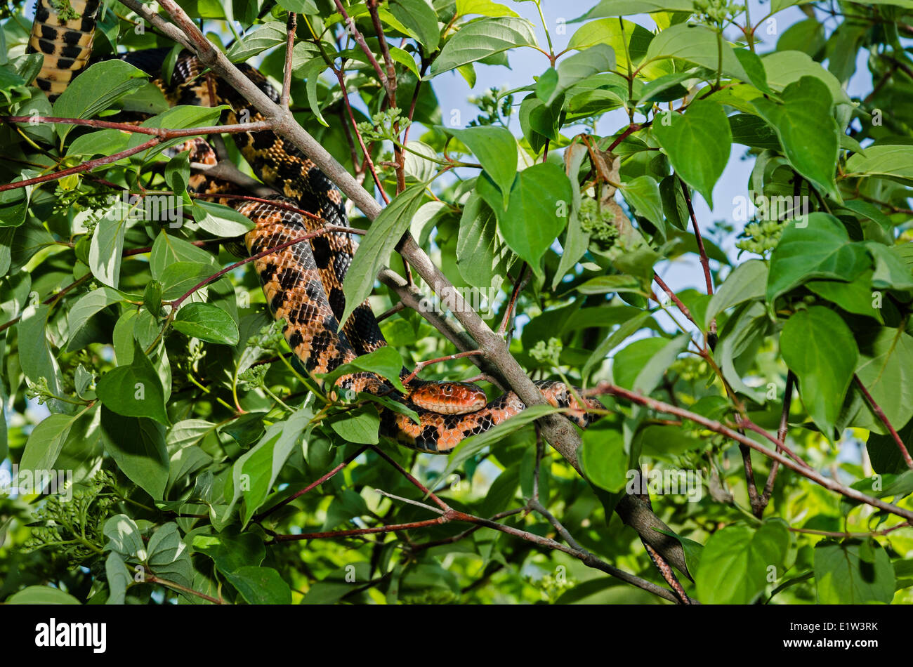 Östlichen Fuchs Schlange (Pantherophis Gloydi) Jagd im Baum, Frühling, Erie-See Region, Nord-Amerika. Stockfoto