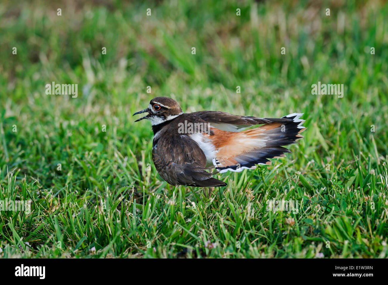 Killdeer (Charadrius Vociferus) zeigt das gebrochene Flügel Ablenkung Display Anti-Predator Verhalten die Aufmerksamkeit entfernt in der Nähe Stockfoto