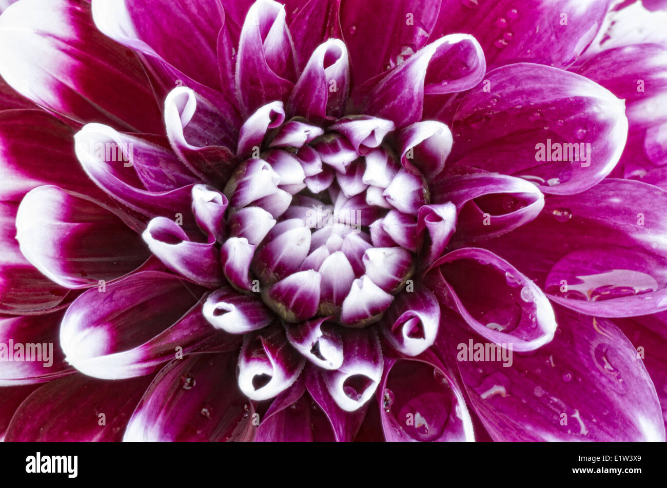 Nahaufnahme einer Magenta und weißen nassen Dahlie Blume. Stockfoto