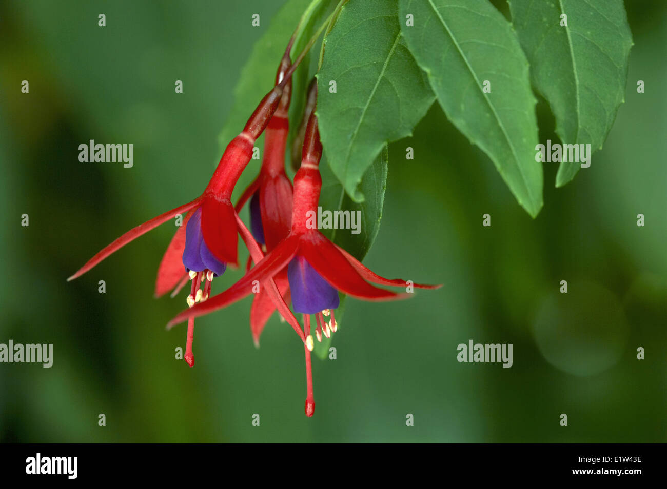 Fuchsie fehlt, Chilco, Aljaba. Patagonien, Argentinien Stockfoto
