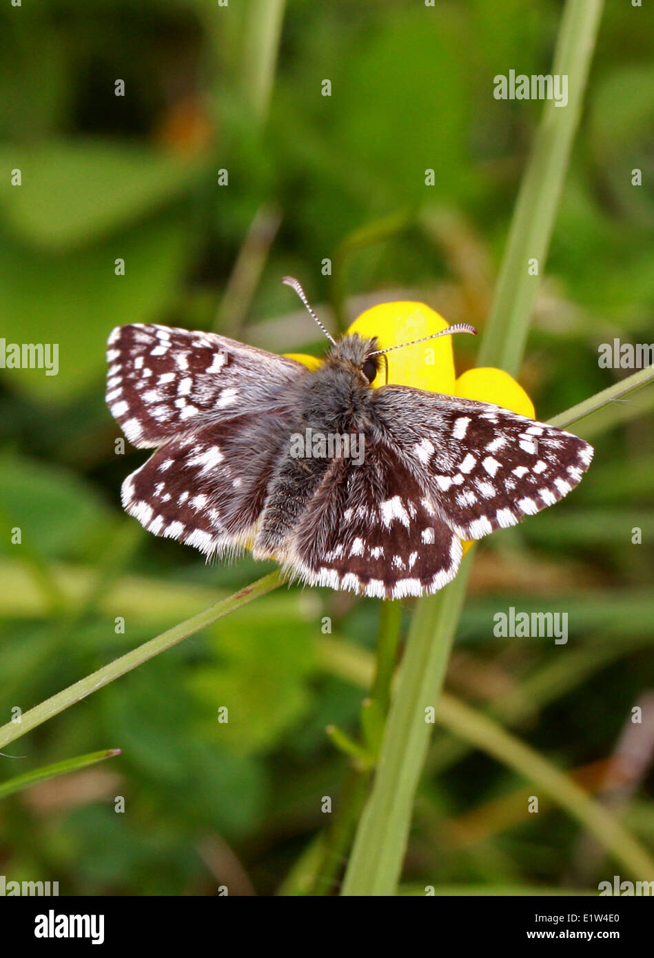 Grizzled Skipper, Pyrgus Malvae, Pyrginae, Hesperiidae, Lepidoptera. Männlich. Mai, Kreide Downs, Bedfordshire, UK. Stockfoto