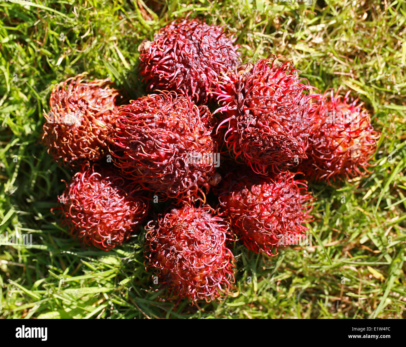 Rambutan Früchte, Nephelium Lappaceum, Sapindaceae. Malaysia und Indonesien. Stockfoto