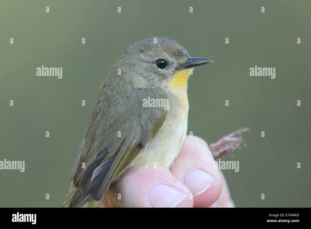 Kleine grüne Grasmücke Vogel Stockfoto