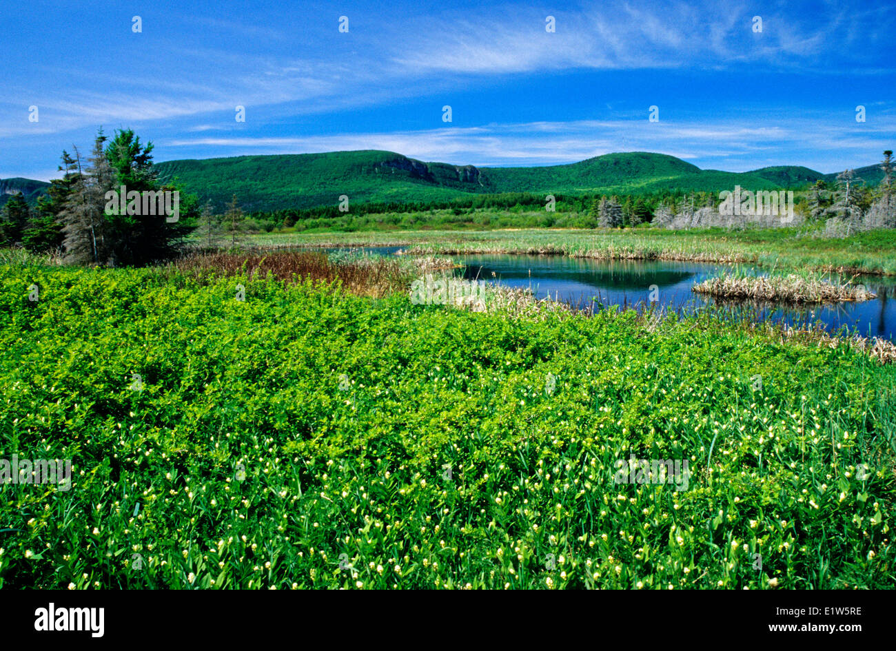 Von-der-Maiglöckchen, Forillon Nationalpark, Quebec, Kanada Stockfoto