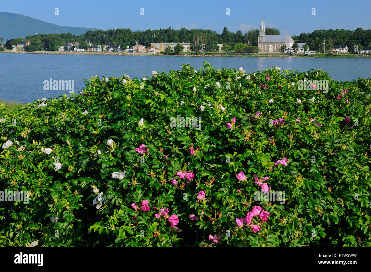 Rosen entlang der St.-Lorenz-Golf, Iles Aux Coudres, Quebec, Kanada Stockfoto