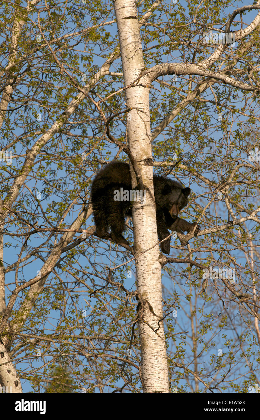 Wilden amerikanischen Schwarzbären, Ursus Americanus in Aspen Baum, Populus Tremuloides, Frühling, Quetico Provincial Park, Ontario, Kanada Stockfoto