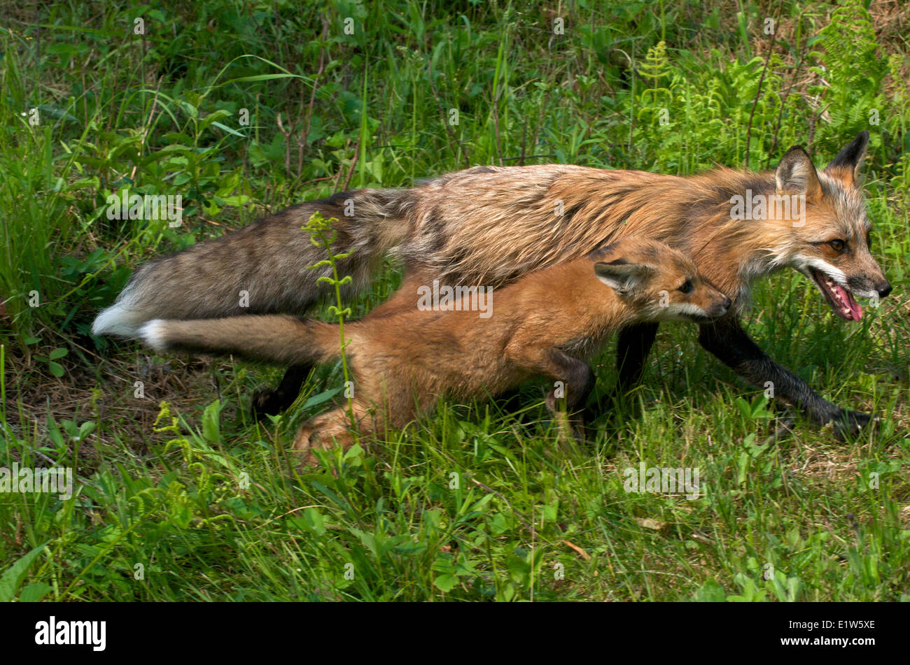 Rotfuchs Mutter und Kit oder junge laufen und spielen durch grünen Rasen, Vulpes Vulpes, Nordamerika. Stockfoto