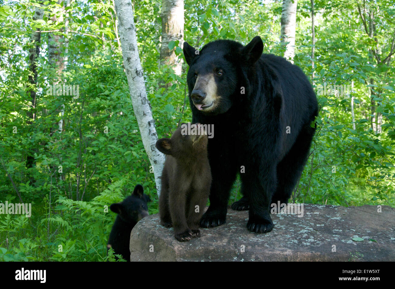 Amerikanischen Schwarzbären, Ursus Americanus, Mutter und Welpen. Nord-Amerika. Stockfoto
