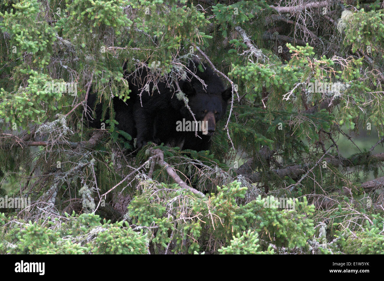Wilden amerikanischen schwarzen Bär, Ursus Americanus, Deckung in Zweigen der weiße Fichte, Nord-Ontario, Kanada Stockfoto