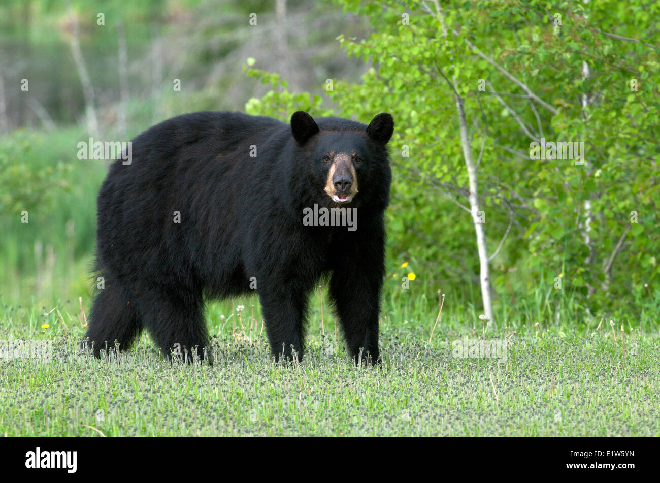 Wilden amerikanischen Schwarzbären, Ursus Americanus, im Bereich der Habichtskraut (Habichtskräuter Pratense), Nord-Ontario, Kanada Stockfoto