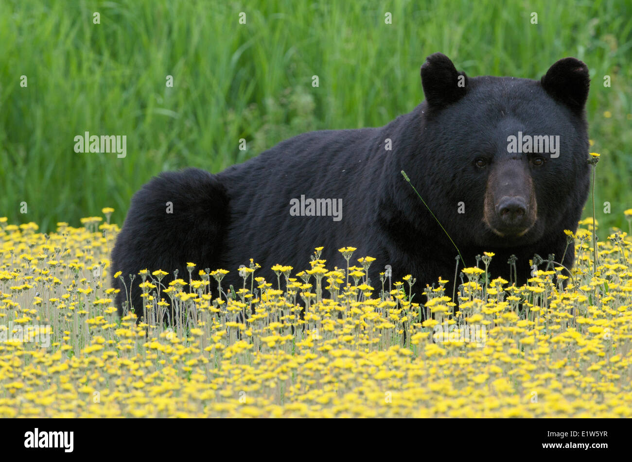 Wilden amerikanischen Schwarzbären, Ursus Americanus in gelbe Habichtskraut (Habichtskräuter Pratense), Nord-Ontario, Kanada Stockfoto