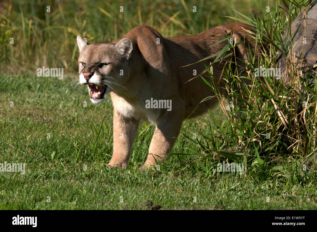 Puma oder Berglöwe, Puma Concolor, Knurren, Nordamerika. Stockfoto