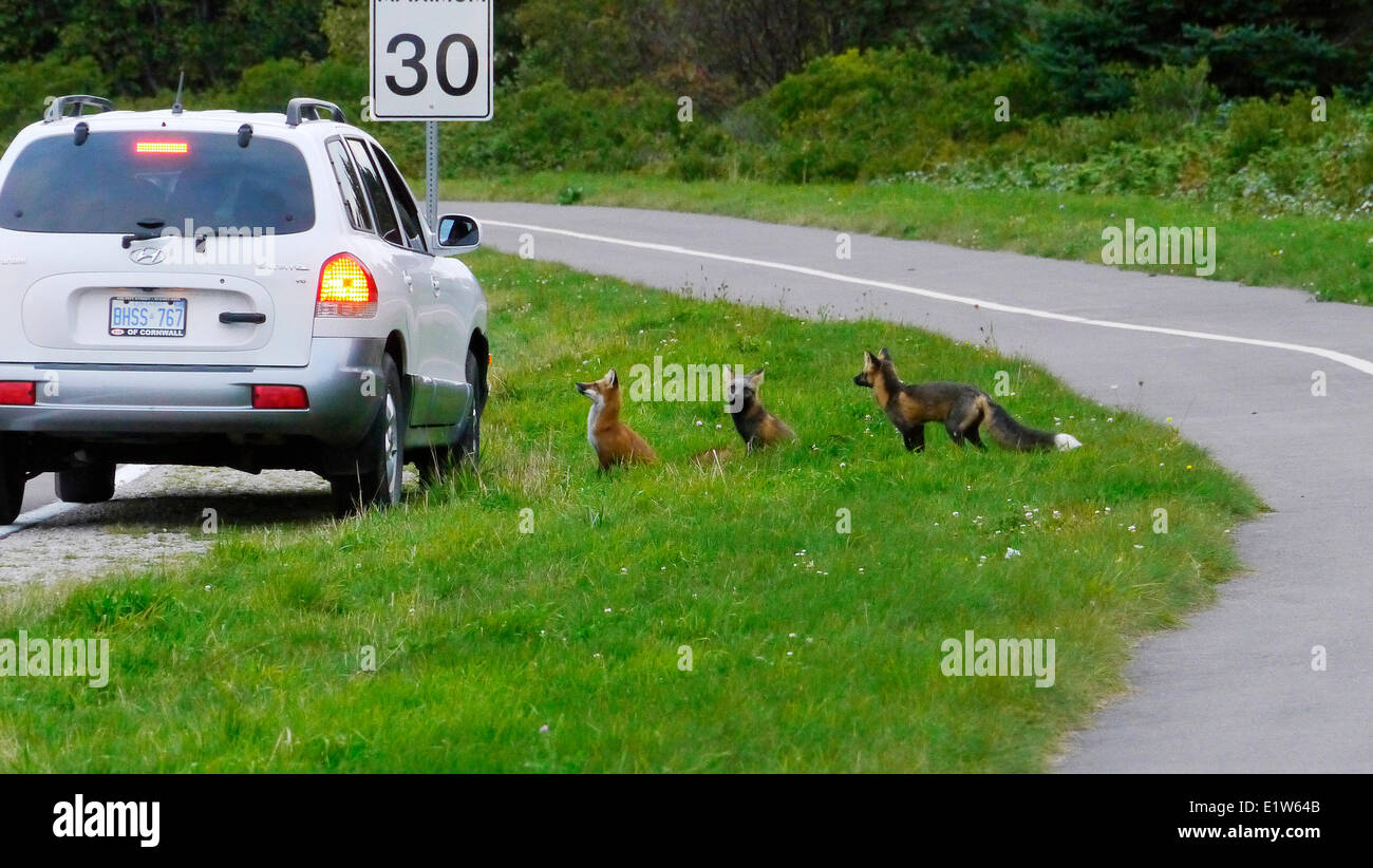 Gruppe der Füchse versammelten sich mit dem Auto auf einem Straßenrand Cavendish, Prinz Eduard Insel, Kanada Stockfoto