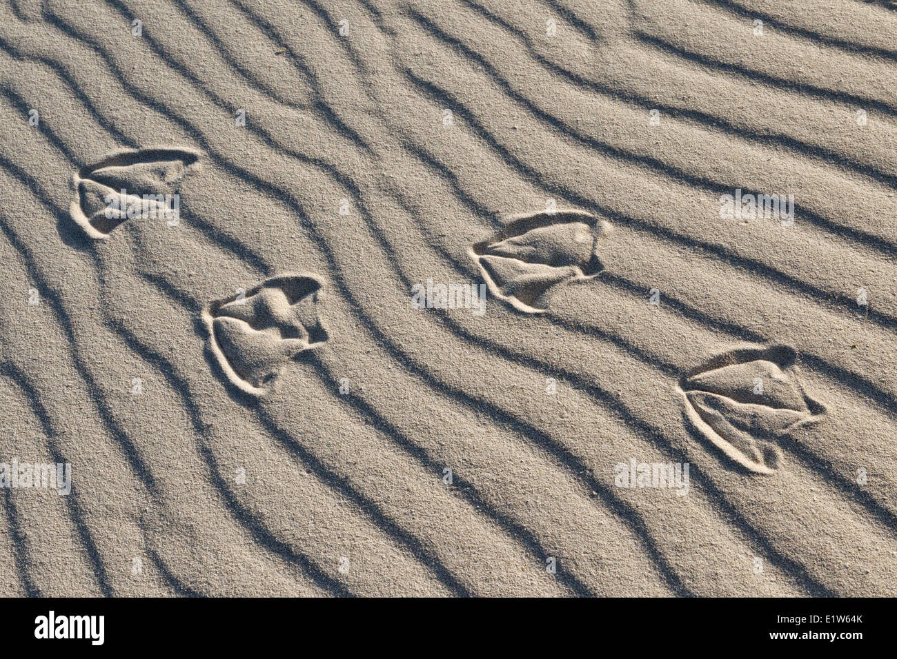 Spuren der Albatros (Phoebastria SP.), im Sand, Sand Island, Midway Atoll National Wildlife Refuge, nordwestlichen Hawaii-Inseln. Stockfoto
