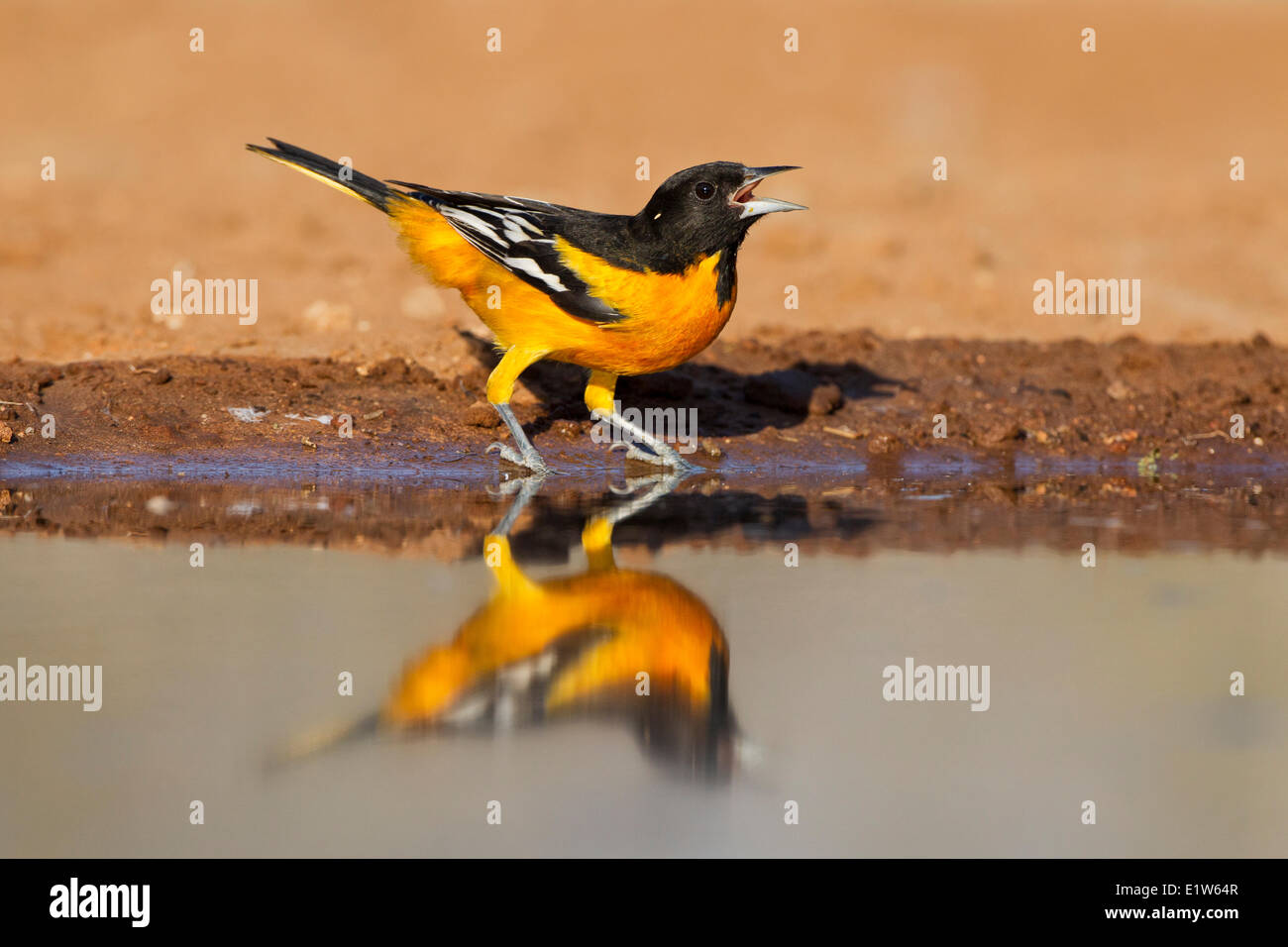 Baltimore Oriole (Ikterus Galbula), männliche am Teich, Wasser, Santa Clara Ranch in der Nähe von Edinburg, Süden von Texas zu trinken. Stockfoto