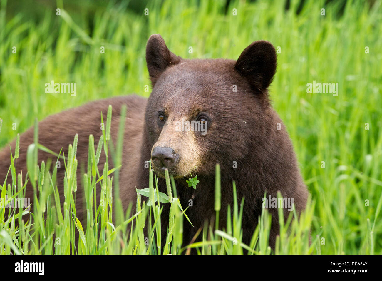 Schwarzer Bär (Ursus Americanus), Zimt Phase, Weiblich, Südwesten British Columbia. Stockfoto