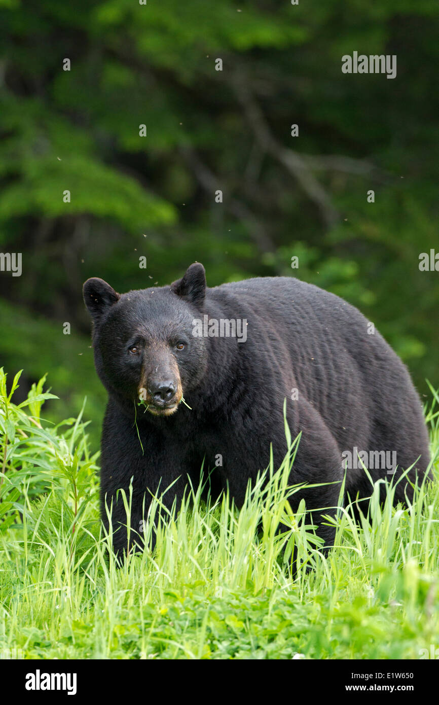 Schwarzer Bär (Ursus Americanus), Südwesten British Columbia. Stockfoto
