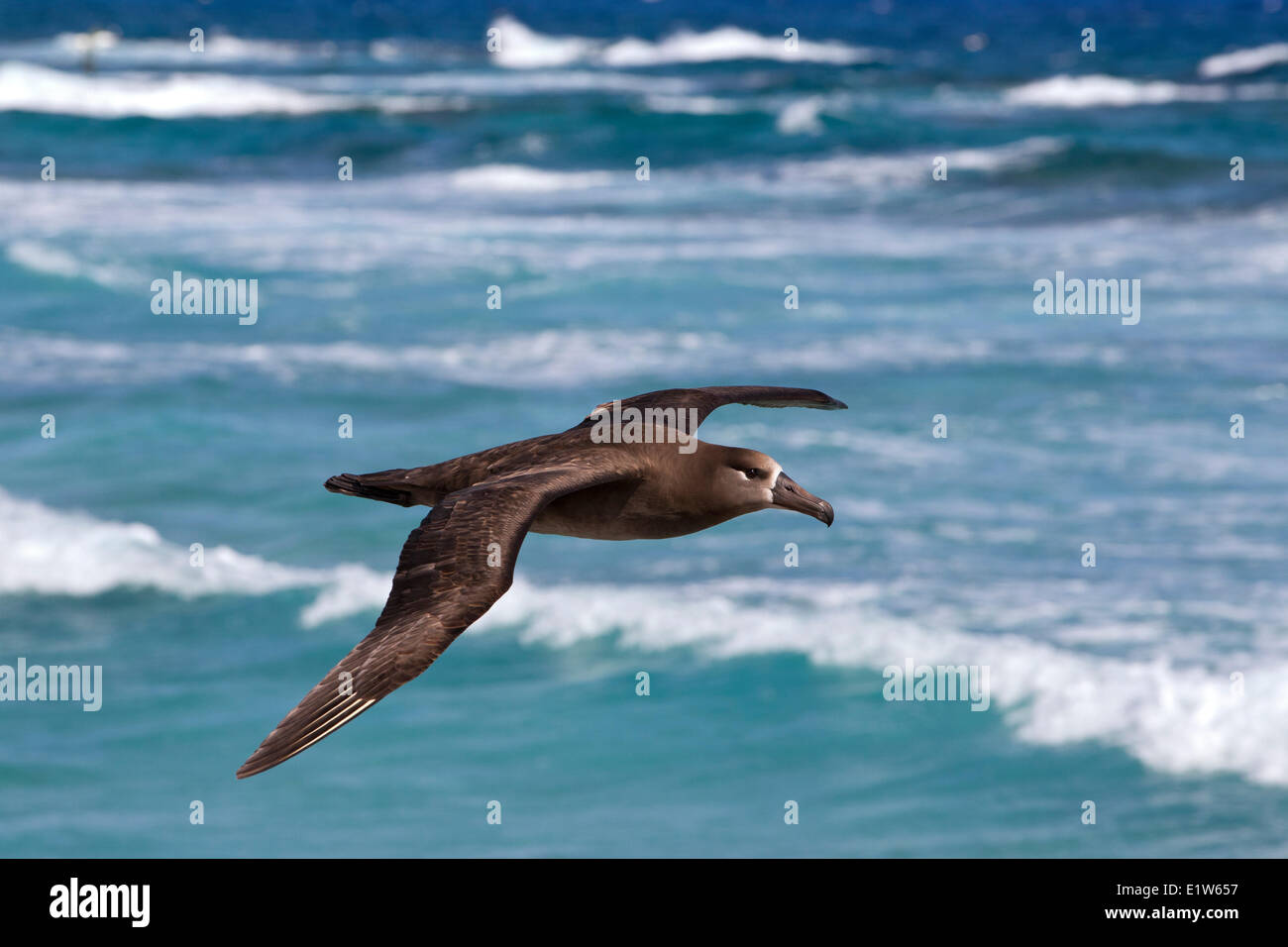 Schwarz – Schwarzfuß Albatros (Phoebastria Nigripes) im Flug Sand Insel Midway Atoll National Wildlife Refuge Nordwesten Hawaiian Stockfoto
