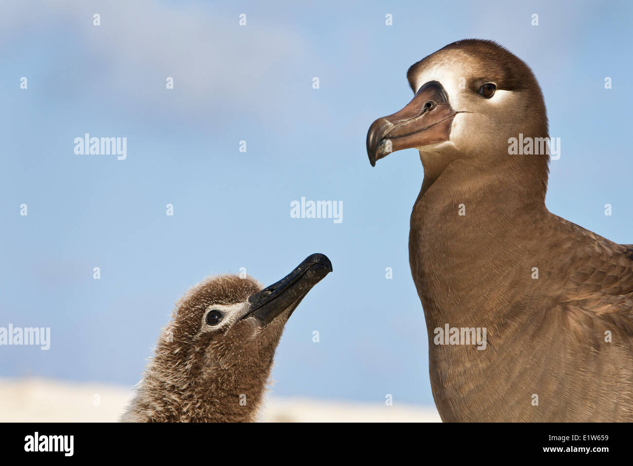 Schwarz – Schwarzfuß Albatros (Phoebastria Nigripes), Erwachsene Küken Sand Insel Midway Atoll National Wildlife Refuge Nordwest Stockfoto