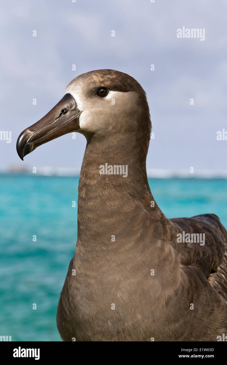 Schwarz – Schwarzfuß Albatros (Phoebastria Nigripes) Sand Island Midway Atoll National Wildlife Refuge Northwest Hawaii-Inseln. Stockfoto
