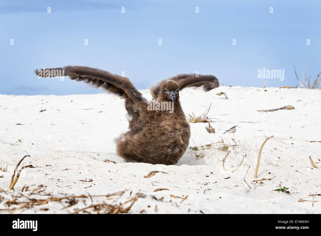 Schwarz – Schwarzfuß Albatros (Phoebastria Nigripes) Küken Ausübung Flügel Sand Island Midway Atoll National Wildlife Refuge Stockfoto