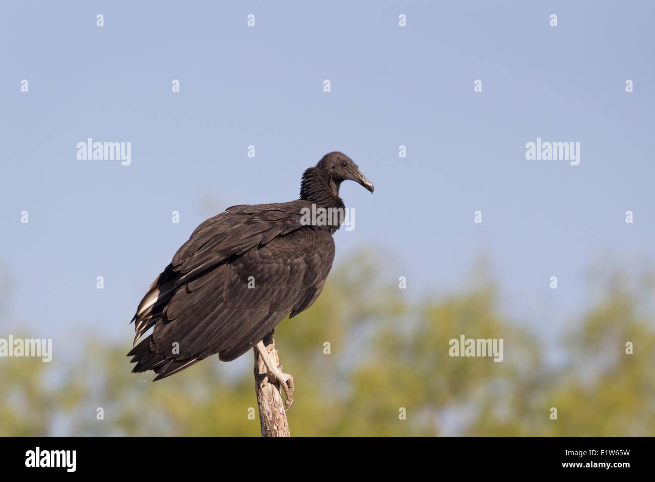 Mönchsgeier (Coragyps Atratus), Martin Refugium, in der Nähe von Edinburg, Süd-Texas. Stockfoto