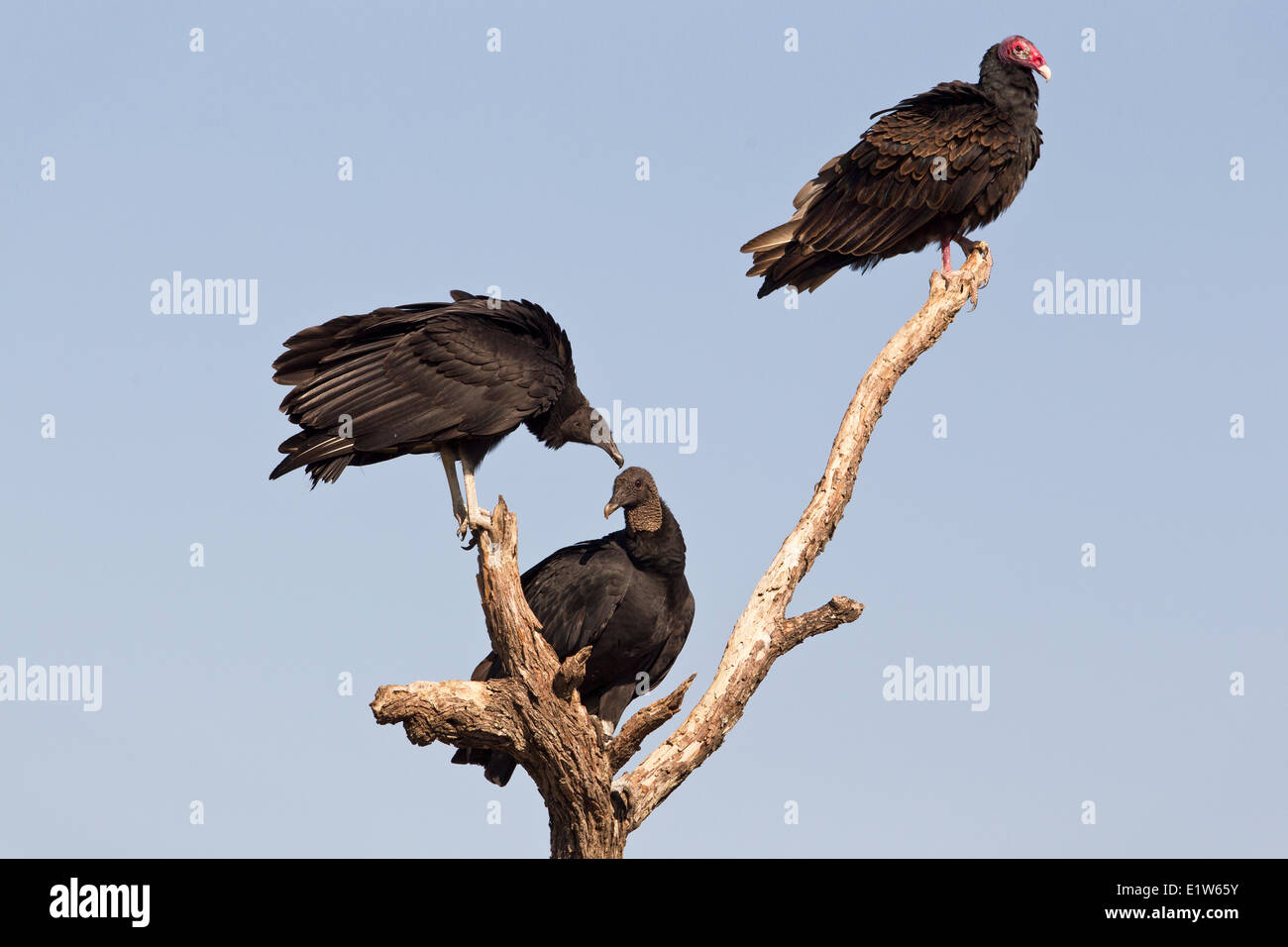 Mönchsgeier (Coragyps Atratus) Türkei Geier (Cathartes Aura) (oben) Martin Refugium in der Nähe von Edinburg South Texas. Diese Stockfoto