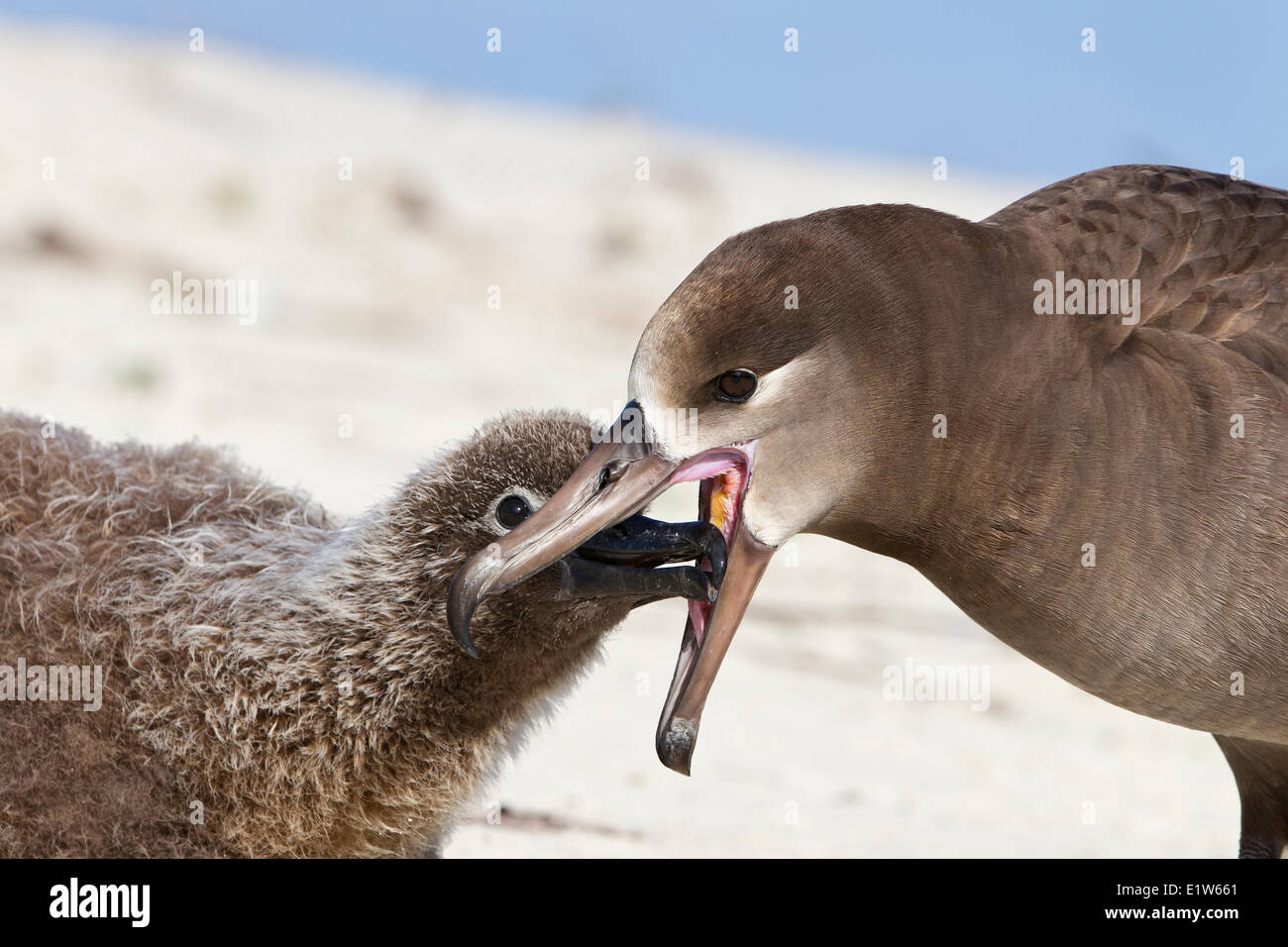 Schwarz – Schwarzfuß Albatros (Phoebastria Nigripes) Erwachsenen erbrechend Futter für Küken Sand Insel Midway Atoll National Wildlife Stockfoto