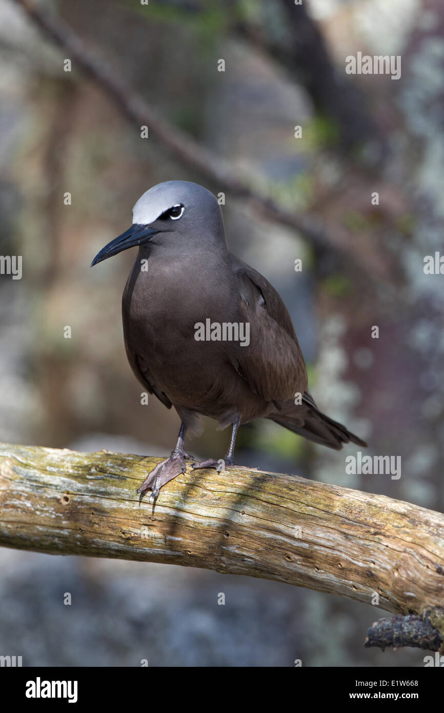 Braune Noddy (Anous Stolidus Pileatus), Sand Island, Midway Atoll National Wildlife Refuge, nordwestlichen Hawaii-Inseln. Stockfoto