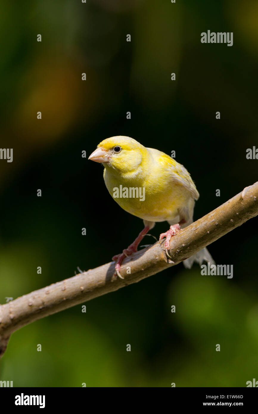 (Serinus Canaria Domestica) Sand Island Midway Atoll National Wildlife Refuge Northwest Hawaiian Kanaren. Ca. 500 Stockfoto