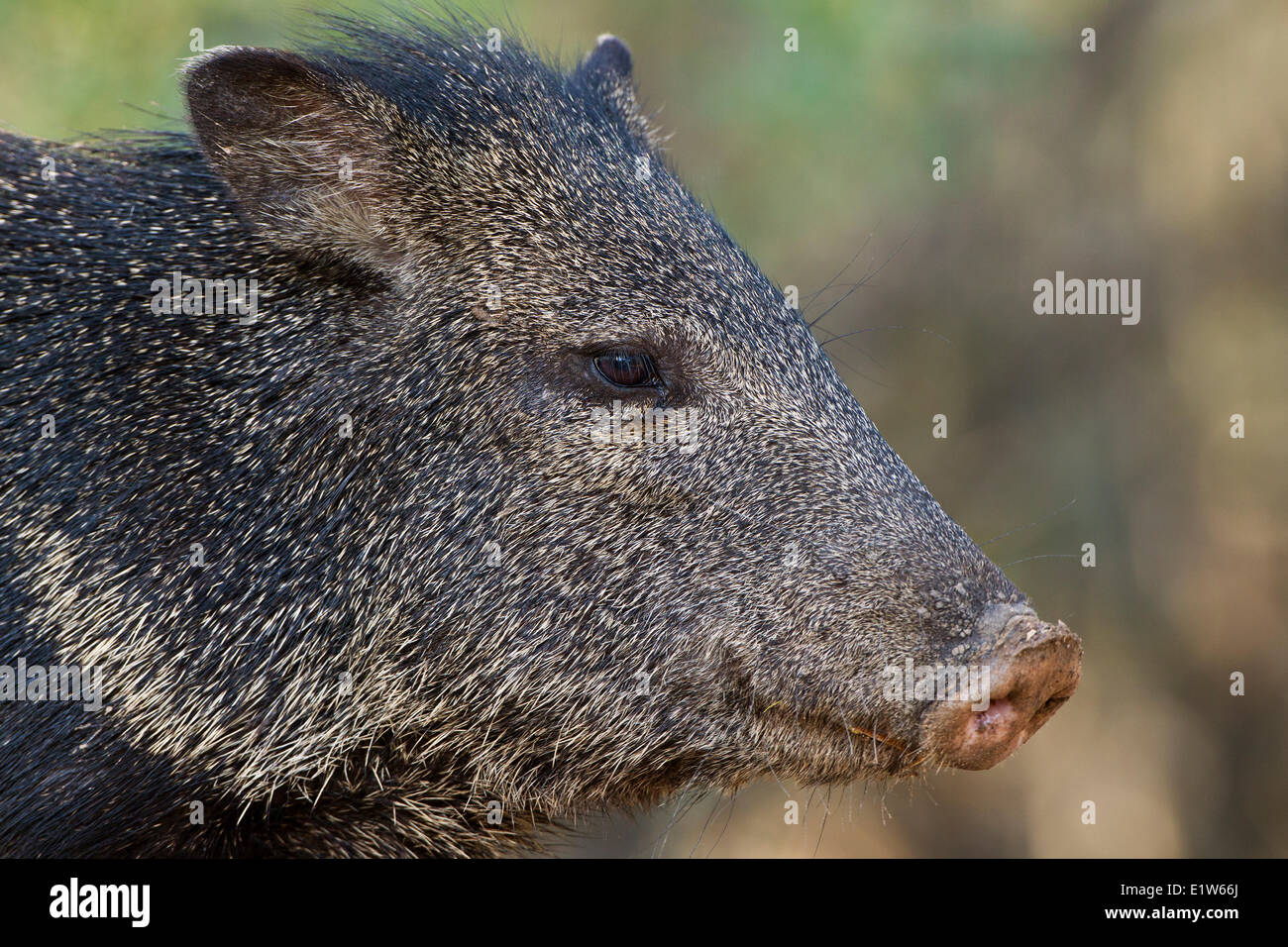Halsband Peccary (Pecari Tajacu), Martin Refugium, in der Nähe von Edinburg, Süd-Texas. Stockfoto
