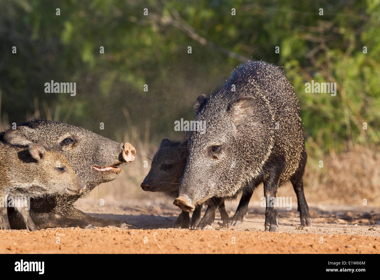 Halsband Peccary (Pecari Tajacu), Erwachsene und Jugendliche, Santa Clara Ranch in der Nähe von Edinburg, Süd-Texas. Stockfoto