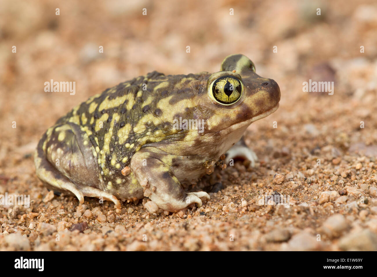 Die Couch katzenähnliche (Scaphiopus Couchii), Amado, Arizona. (vorübergehend gefangen) Stockfoto