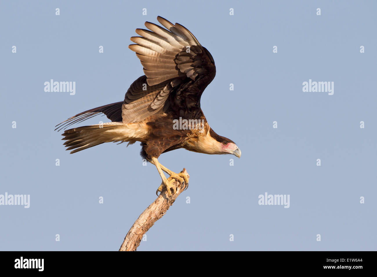 Crested Karakara (Caracara Cheriway), juvenile Landung auf Barsch, Martin Refugium, in der Nähe von Edinburg, Süd-Texas. Stockfoto