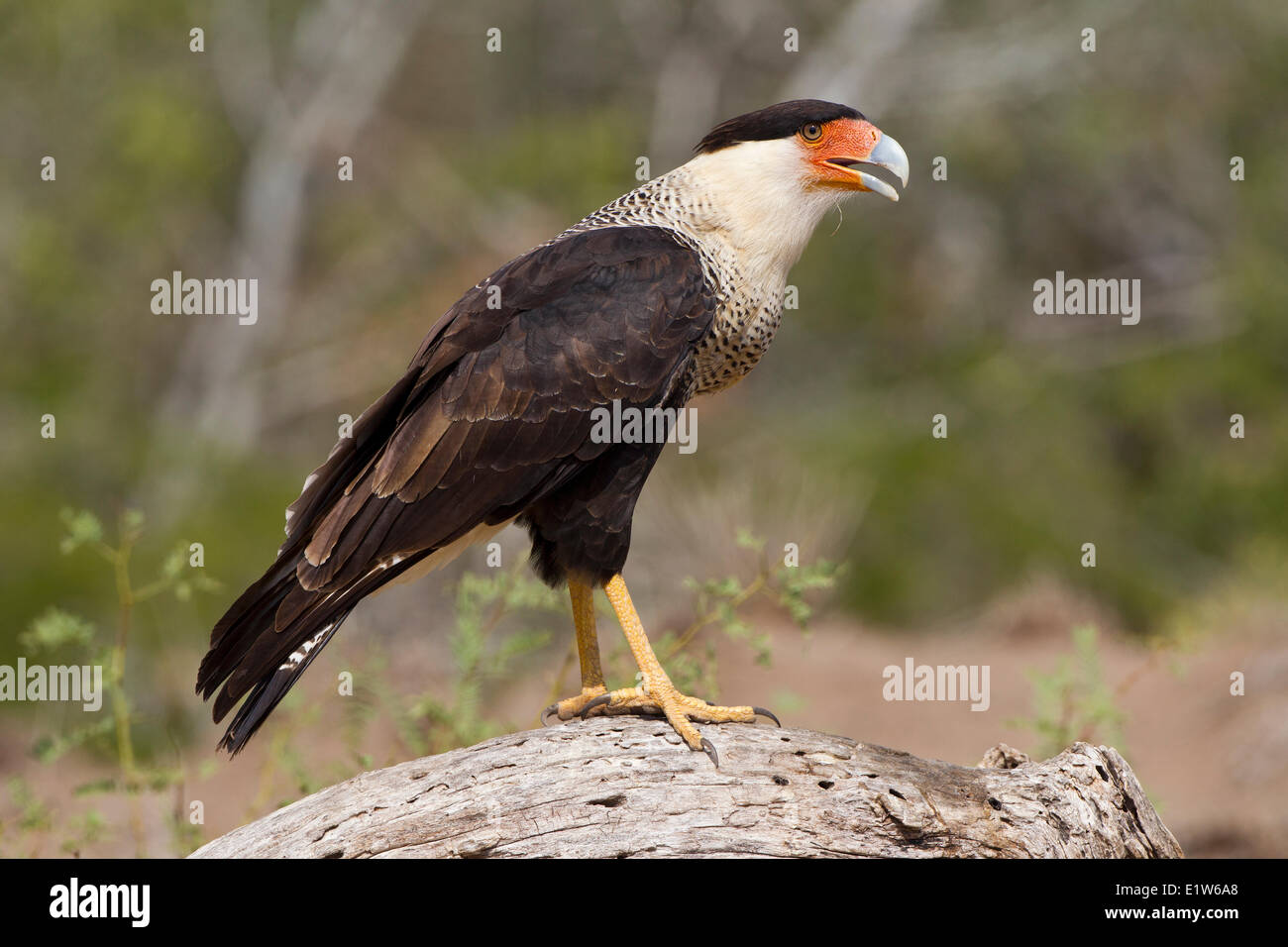 Crested Karakara (Caracara Cheriway), Erwachsener, Martin Refugium, in der Nähe von Edinburg, Süd-Texas. Stockfoto