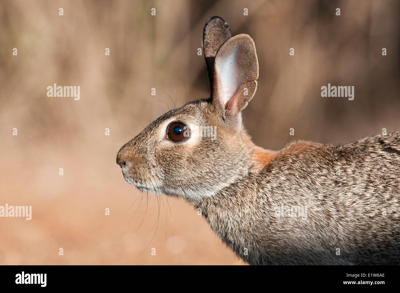 Östlichen Cottontail (Sylvilagus Floridanus), Santa Clara Ranch, in der Nähe von Edinburg, Süd-Texas. Stockfoto