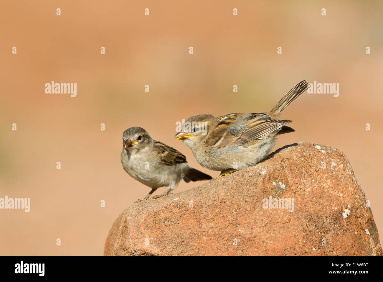 Haussperling (Passer Domesticus), Jungvögel, Elephant Head Teich, Amado, Arizona. Stockfoto
