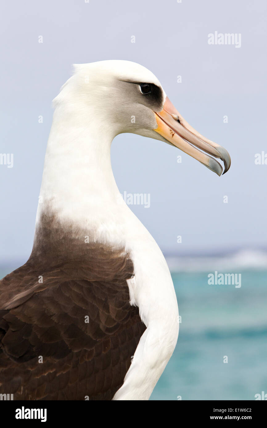 Laysan Albatros (Phoebastria Immutabilis) Sand Island Midway Atoll National Wildlife Refuge Northwest Hawaii-Inseln. Dies Stockfoto
