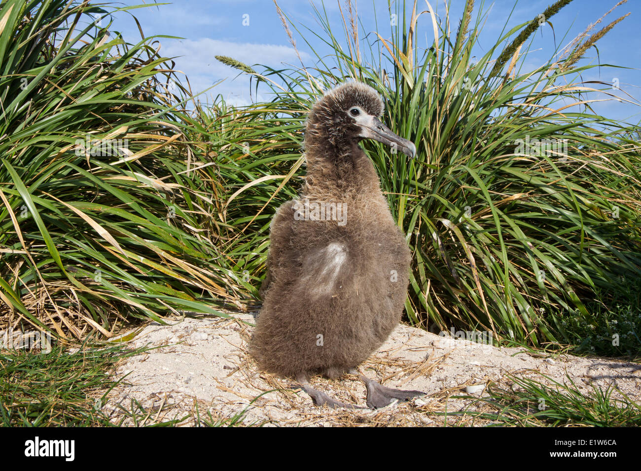 Laysan Albatros (Phoebastria Immutabilis) Küken native Bündel Gras (Eragrostis Paupera) Sand Insel Midway-Atoll Stockfoto