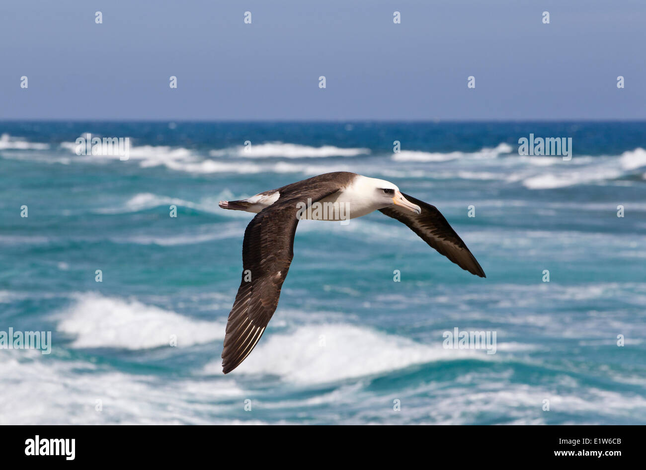 Laysan Albatros (Phoebastria Immutabilis) im Flug vom Sand Insel Midway Atoll National Wildlife Refuge Nordwesten Hawaiian Stockfoto