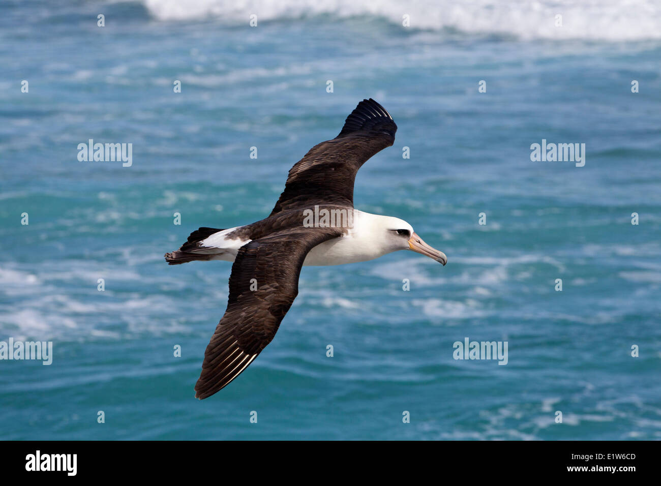 Laysan Albatros (Phoebastria Immutabilis) im Flug vom Sand Insel Midway Atoll National Wildlife Refuge Nordwesten Hawaiian Stockfoto